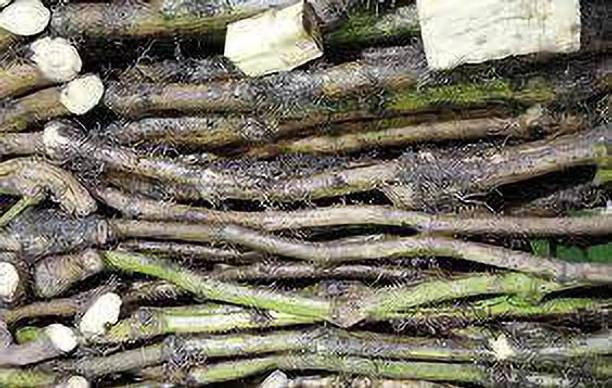 PB MANDRIA PLANT China Palm Plant