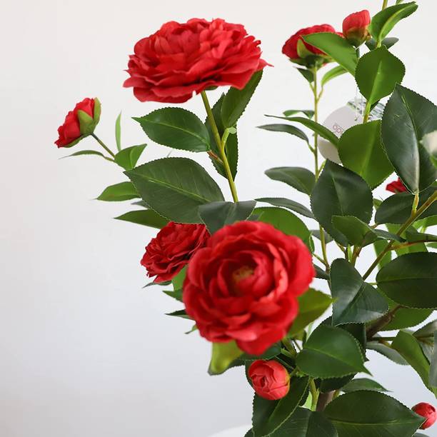 Risenshine Rose Plant