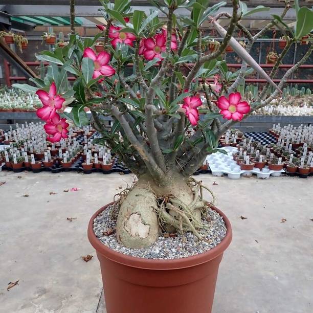 Cloud Farm Adenium Plant