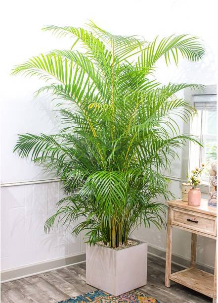 Rani enterprise Areca Palm