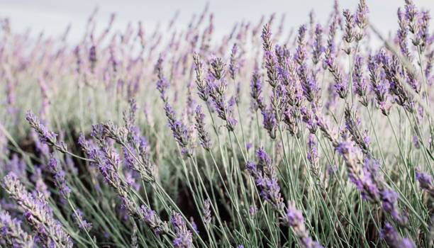 XOLDA Hybrid Lavender Seed