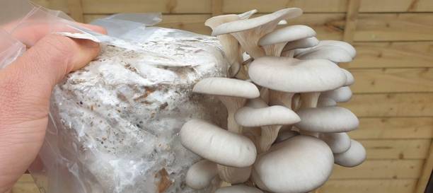 Mozette Hybrid Mushroom Seed