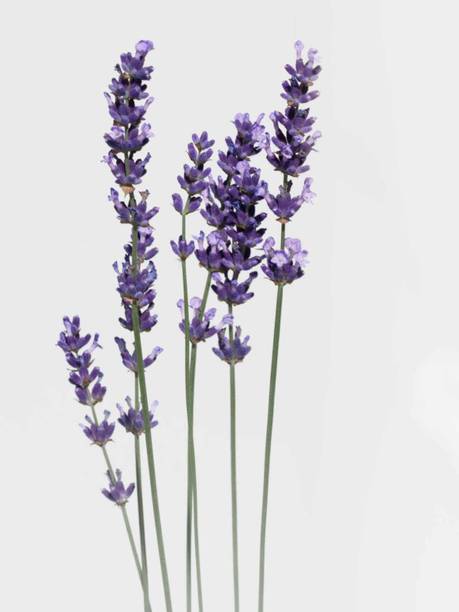 Mozette Hybrid Lavender Seed
