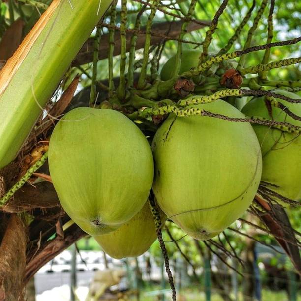 EliteGreen Coconut Plant