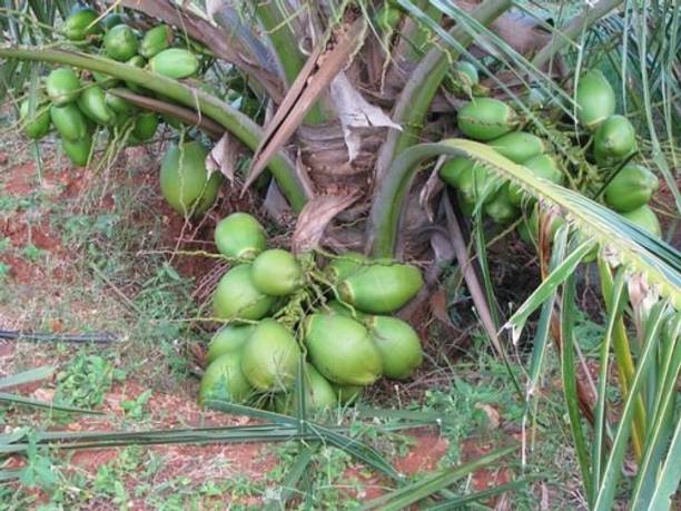 FasanGreen Coconut Plant