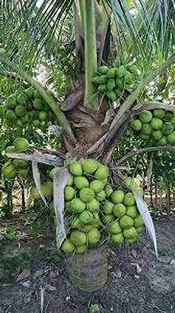 FasanGreen Coconut Plant