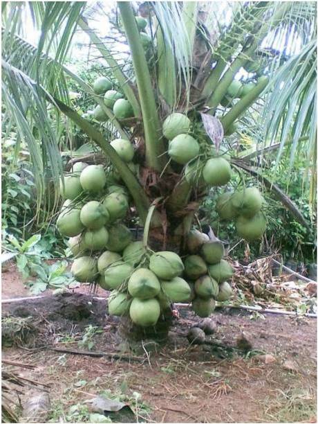FasanGreen Coconut Plant