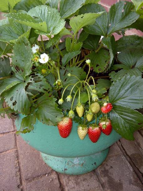 Cloud Farm Strawberry Plant