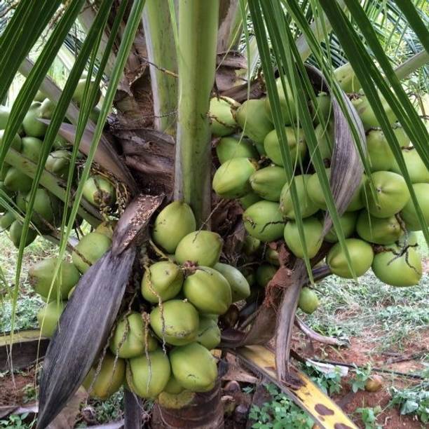 Myla Coconut Plant