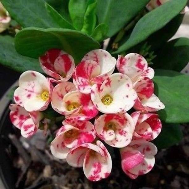 AquinnahGaden Euphorbia Plant