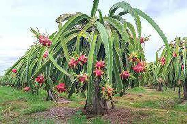 Cloud Farm Dragon Tree