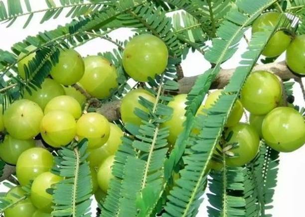 Risenshine Amla Plant