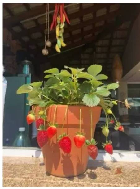 Sundhi Strawberry Plant