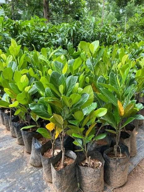 Aquinnah Jack Fruit Plant