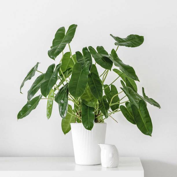 EliteGreen Philodendron Plant