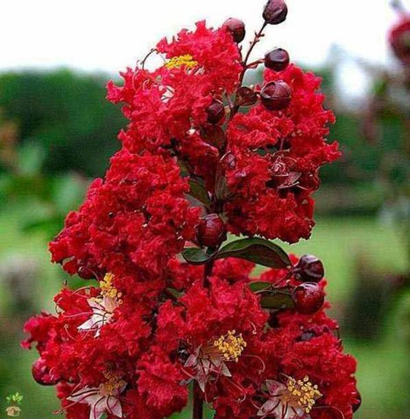 APOSOLUARD Jasmine Plant