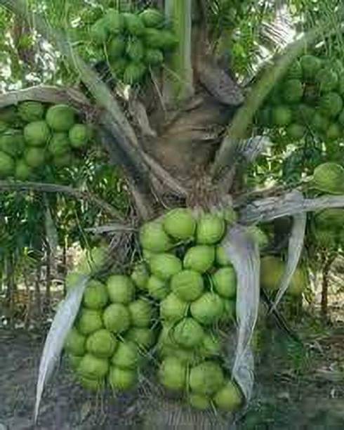 FasanGreen Coconut Plant