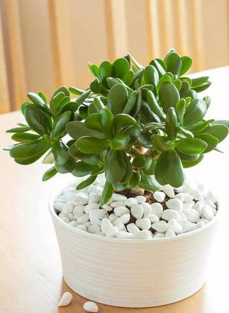 Cloud Farm Jade Plant