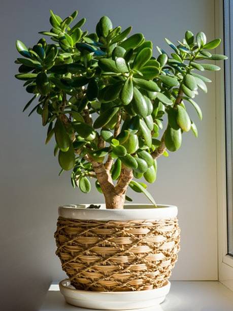 RudraECOM Jade Plant