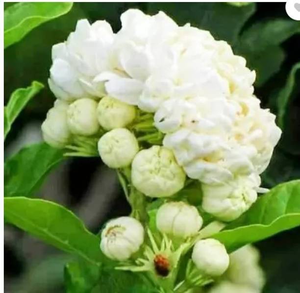 Sundhi Jasmine Plant