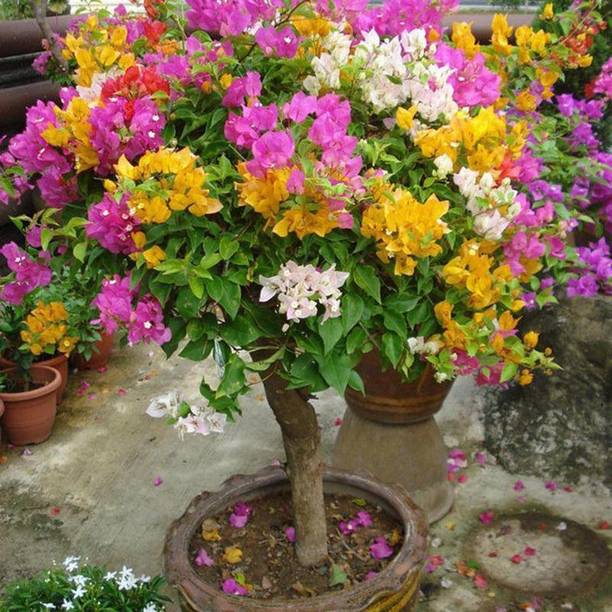 greennursery Baugainvillea Plant