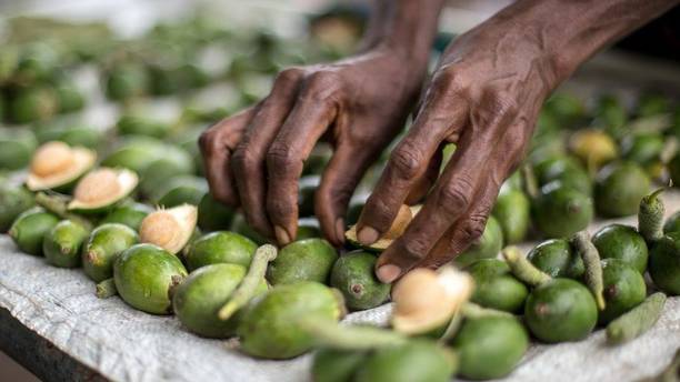 EliteGreen Betel Nut/Supari Plant