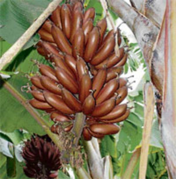 My Dream Nursery Banana Plant