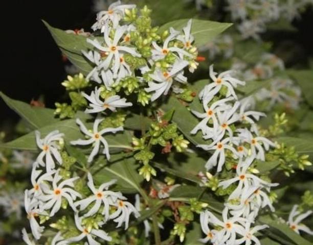 Elanthalir Parijat/Harsingar Plant