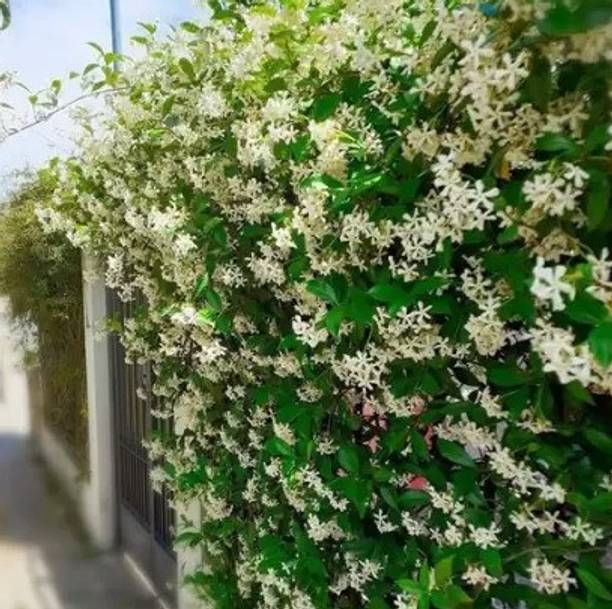 Elanthalir Parijat/Harsingar Plant