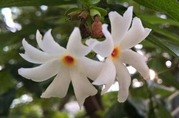 Cloud Farm Parijat/Harsingar Plant