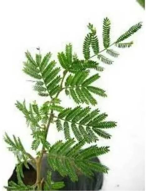 Aquinnah Graden Shami/Jand Plant