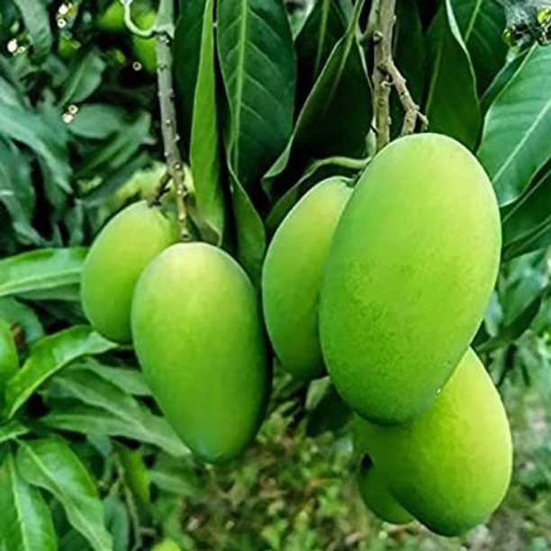 langda mango Mango Plant