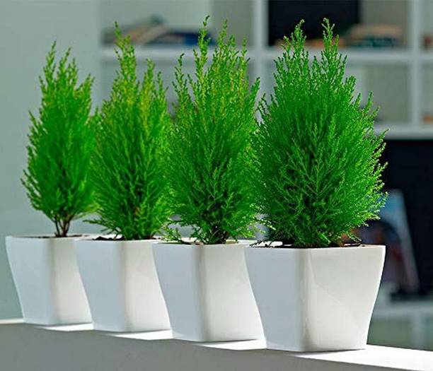 Cloud Farm Platycladus/Morpankhi Plant