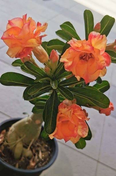 Samarthgreens Adenium Plant