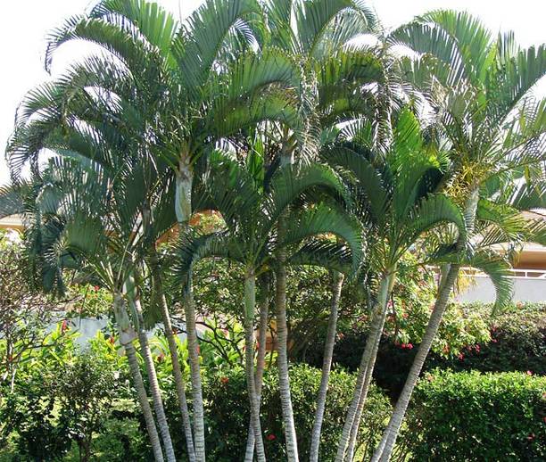 EliteGreen Areca Palm
