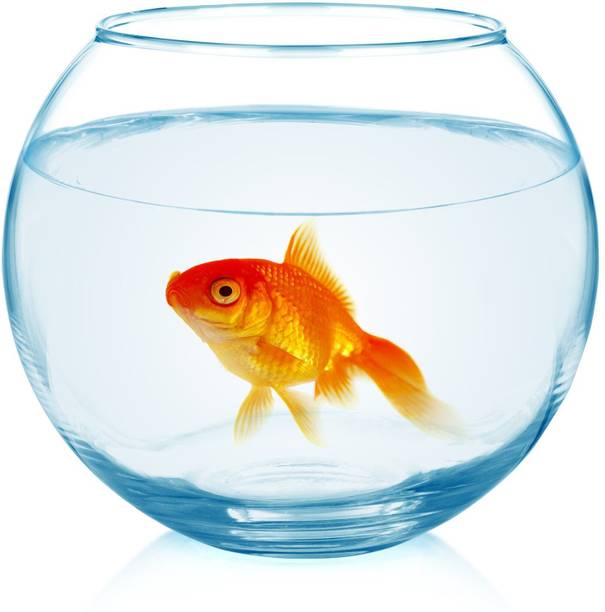 goblet Glass Fish Bowl Round Ends Aquarium Tank