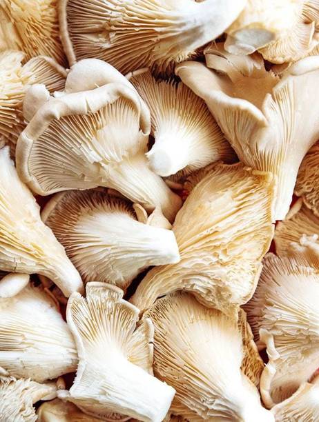 XOLDA Mushroom Seed