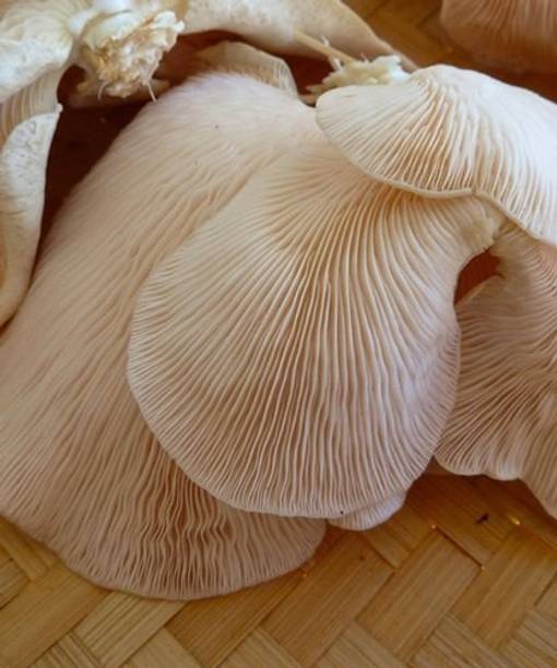 XOLDA Mushroom Seed
