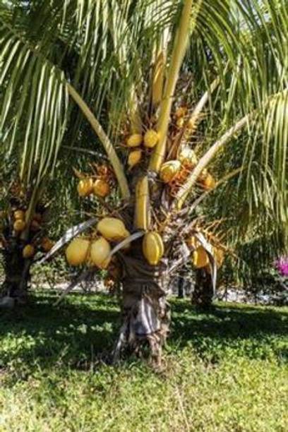 GreenyOn Coconut Plant