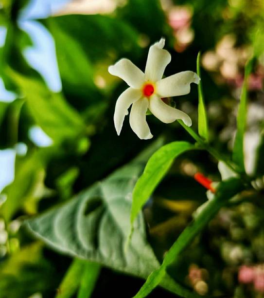 PB honey priya plant Parijat/Harsingar Plant