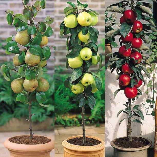 Cloud Farm Apple Plant