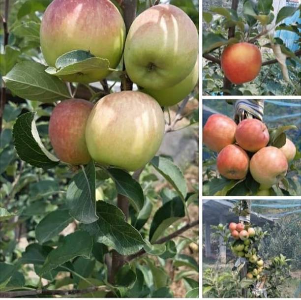 Cloud Farm Apple Plant