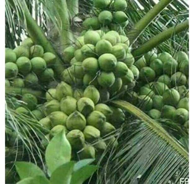 AloGardening Coconut Plant