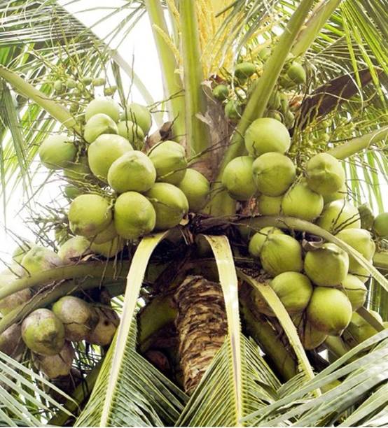 Oxygreenplant Coconut Plant