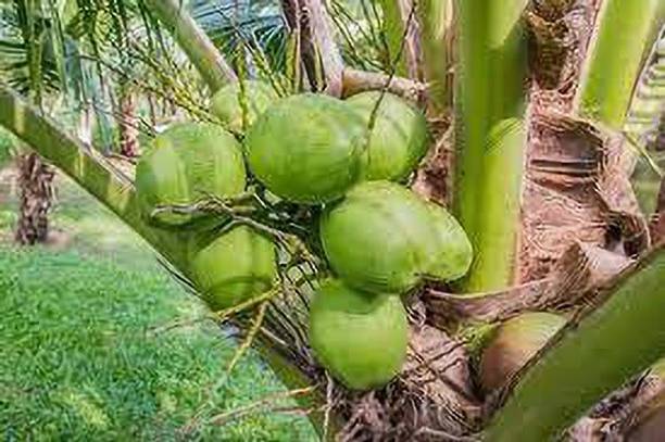 MiracleGarden Coconut Plant