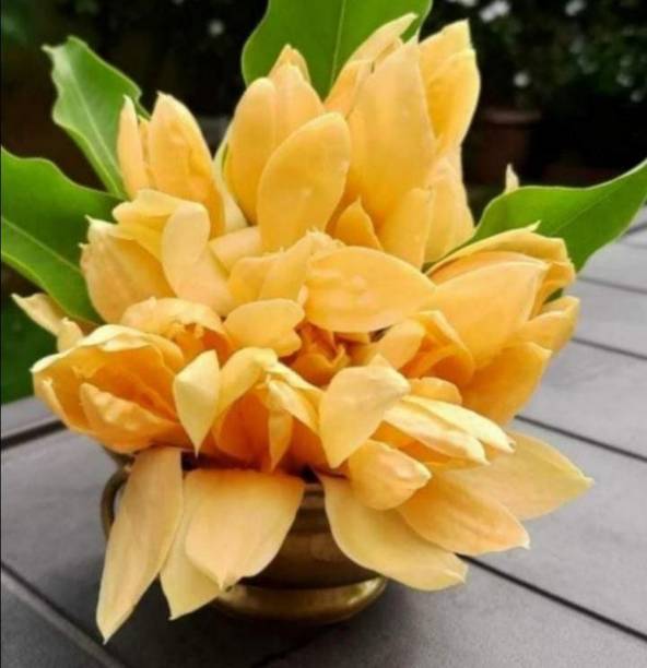 Elanthalir Golden Champa Plant