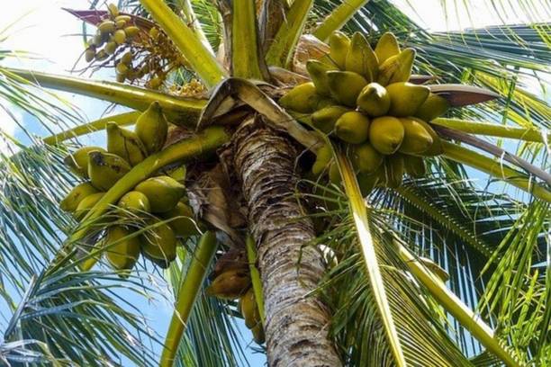EliteGreen Coconut Plant