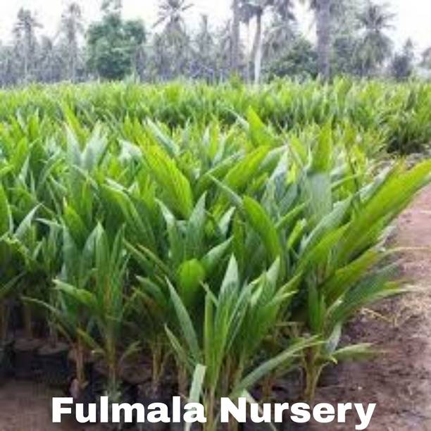 Fulmala Nursery Coconut Plant