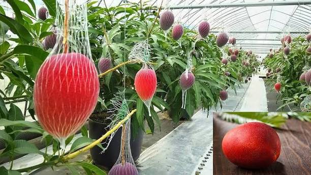 Miyazaki Grafted Mango Plant