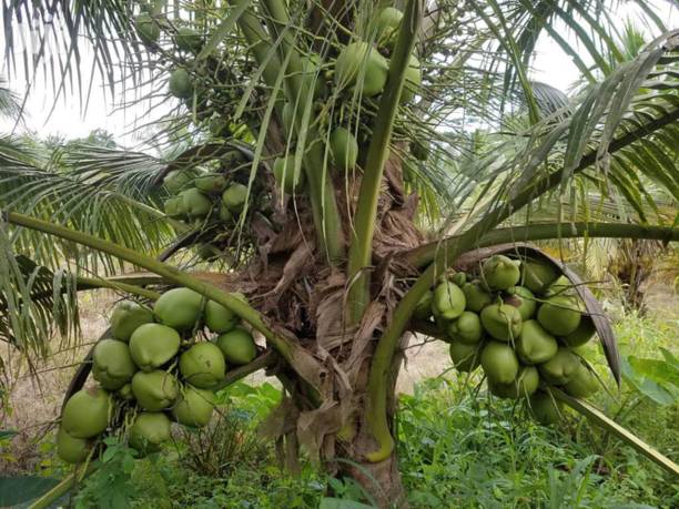 EliteGreen Coconut Plant